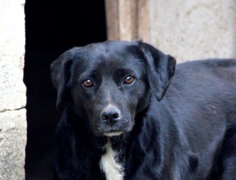 JAYA, jolie croise Labrador  l'adoption 18210 Bessais-le-fromental