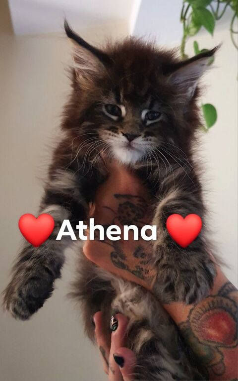 Magnifique chaton maine-coon à réserver 900 59300 Valenciennes