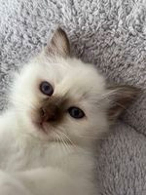   Superbes chatons Sacré de Birmanie
