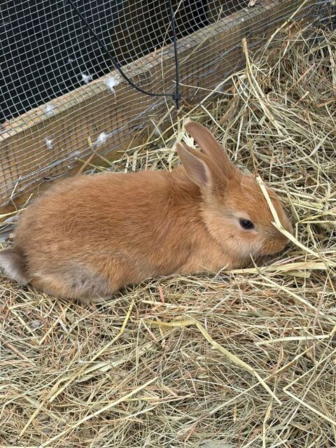 Lapin nain 30 87300 Bellac