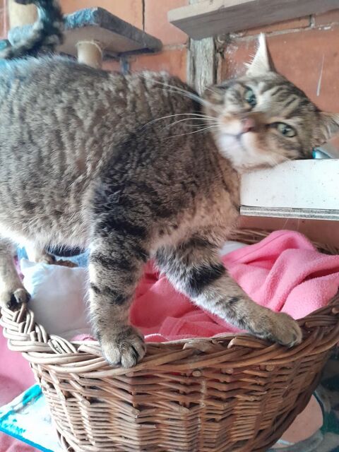 Chat européen 50 89130 Toucy