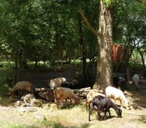   MOUTON / AGNEAUX OUESSANT 