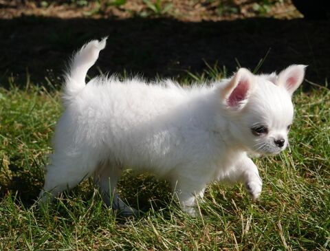 Magnifique chiot chihuahua poil long issu de LOF & FCI 1350 71520 Montmelard