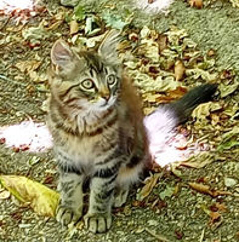   donne chatons 