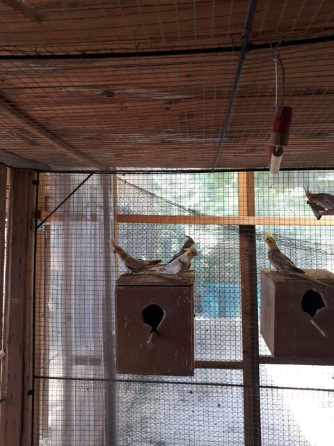 Calopsittes 30 71370 Saint-germain-du-plain