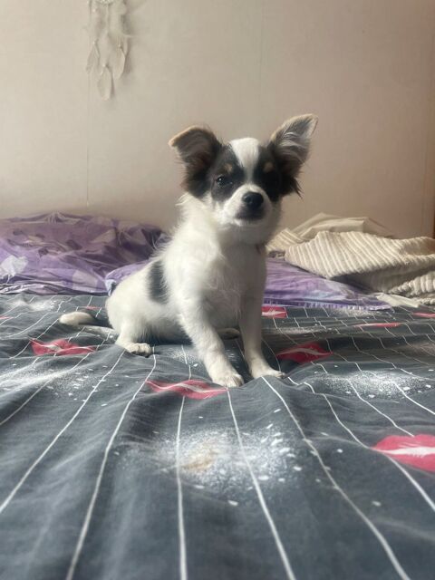 chiot type chihuahua m&acirc;le &agrave; poils long 600 27170 Le plessis-sainte-opportune