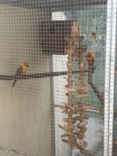  Conure soleil  