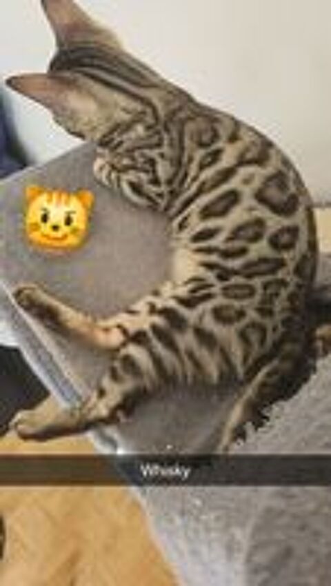   Chaton bengal loof 