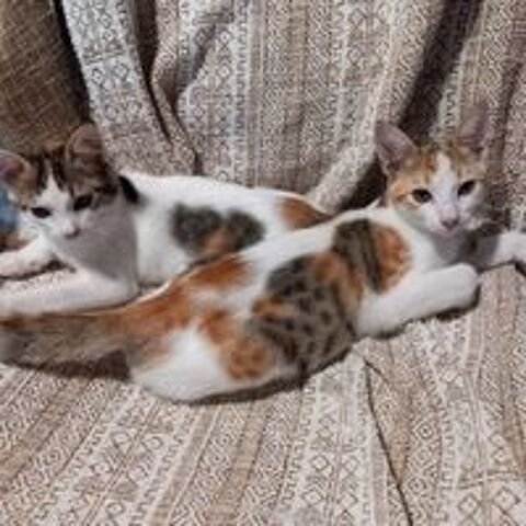   ASHLEY & IRENA 