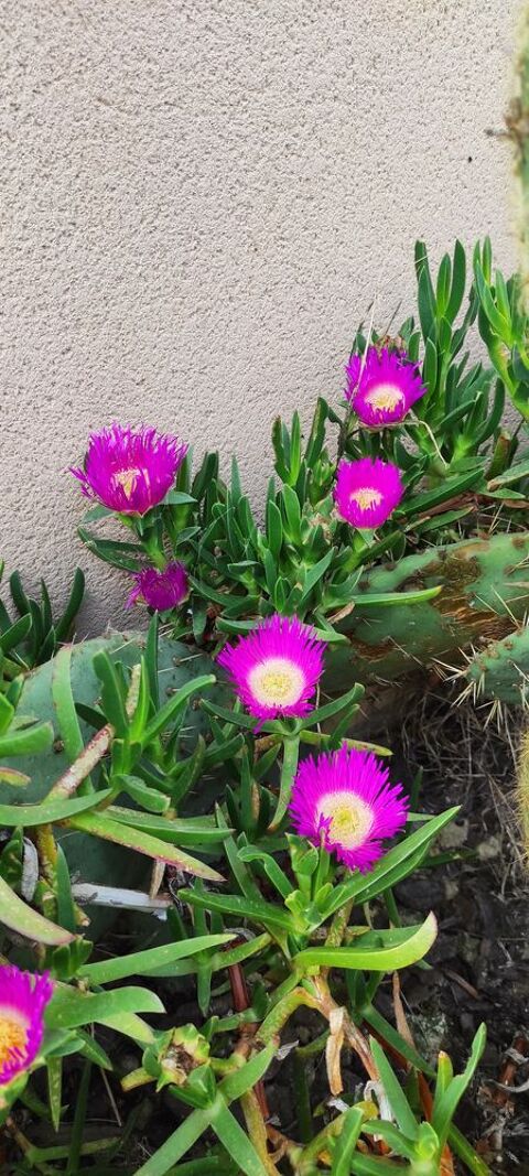 Plantes grasses griffe de sorcire 2 Sadirac (33)