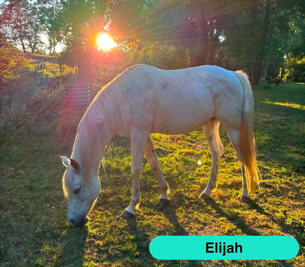   Elijah, cheval à adopter 