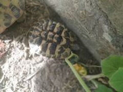   Tortue mâle 7 ans 