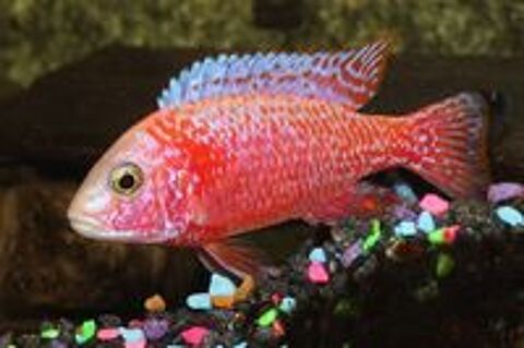   Poissons cichlids pour aquarium. 
