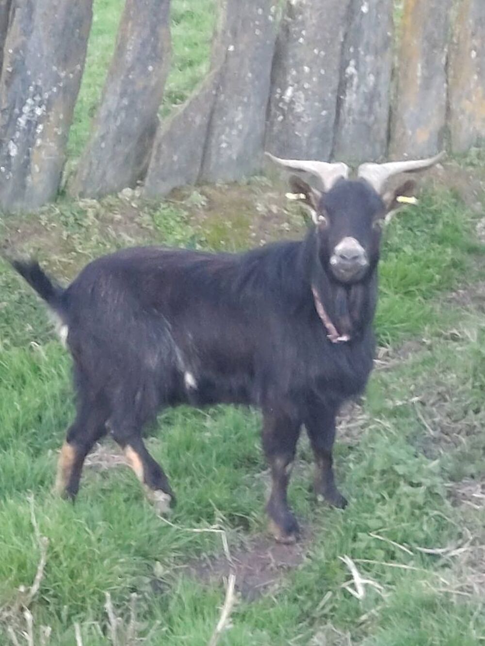   Deftones, bouc nain à adopter 