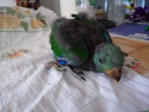 Perroquet Eclectus 750 47110 Dolmayrac