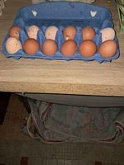   Oeufs de poules pleine aire bio 