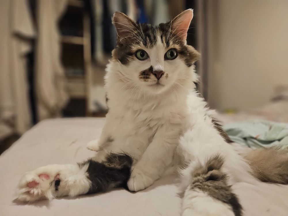   Hopper un amour de chat 