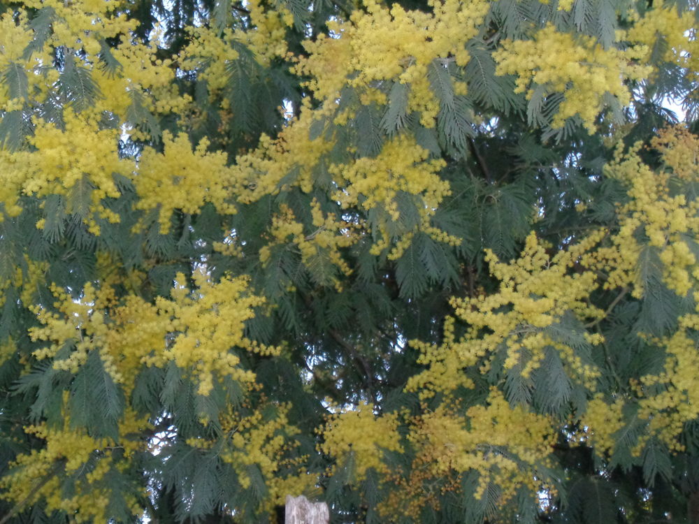  pied de mimosa mesurant entre 80cm et 1m20 Jardin