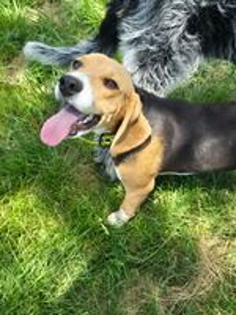   ARIBO mâle type beagle 8 mois 