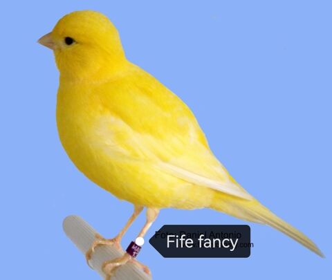 Canari fife fancy 20 03400 Yzeure