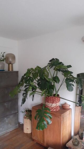  Appartement � louer 3 pi�ces 50 m�