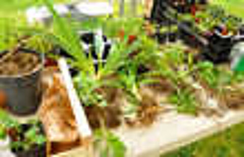Troc Plantes &agrave; Auxon les Vesoul, le 11 mai 2024 Vide jardin