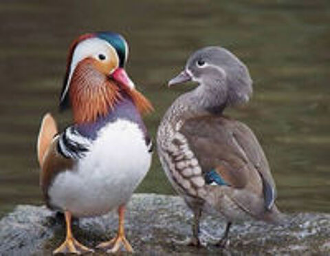   Canard Mandarin mâle 