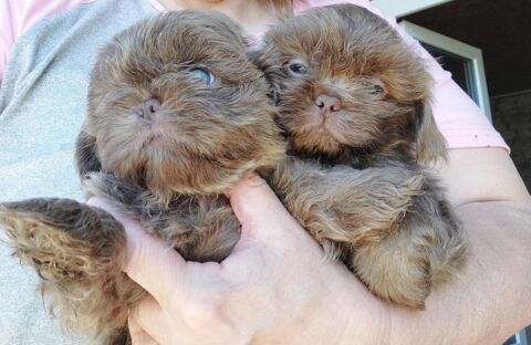 Shih tzu 750 86220 Les ormes