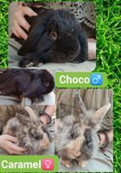  Choco et Caramel, duo de lapins nains rex vaccin(e)s 