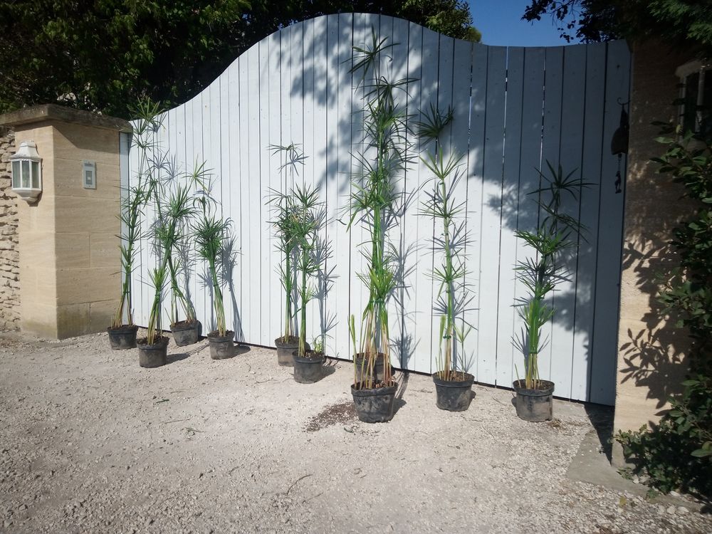 Papyrus 'G&eacute;ant' en container ??????????? Jardin