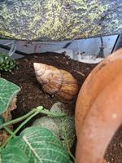   Escargots Achatina Fulica 