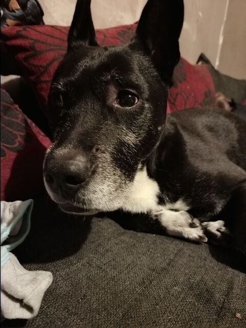 Crunch 330 59810 Lesquin