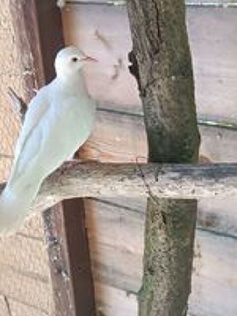   Oiseaux volières  