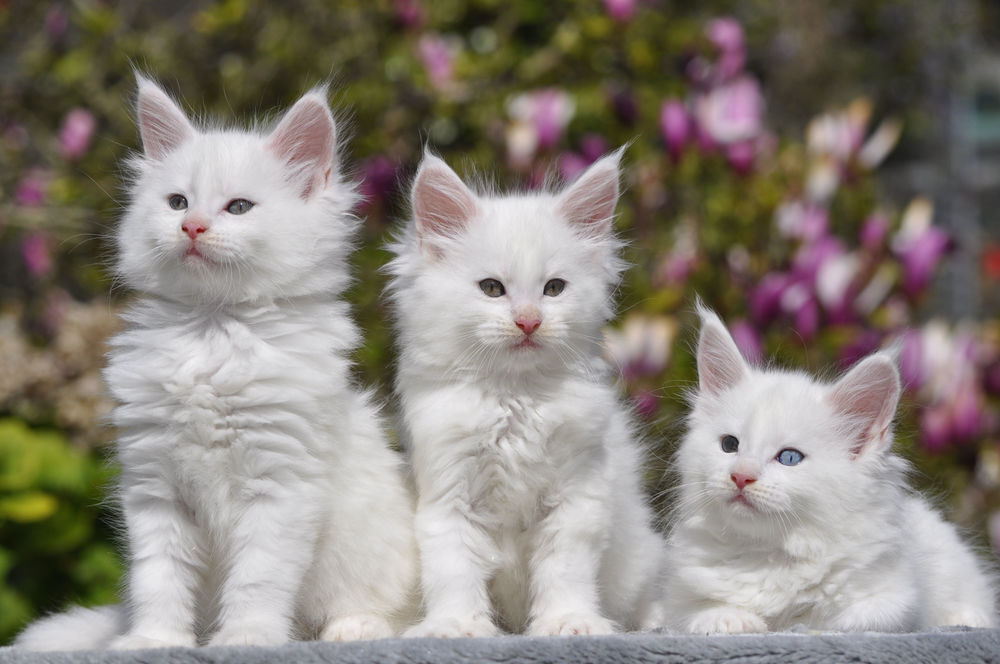   Adorables chatons Maine Coon LOOF à réserver 