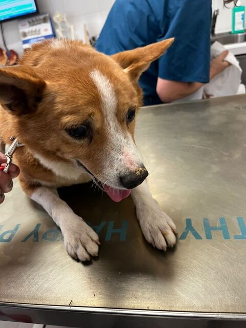 PATXY&#128153; 7 ANS, 10 KG DE LUMIÈRE APRÈS UNE VIE DANS L'OMBRE 315 24140 Douville