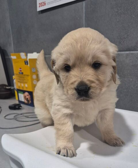 GOLDEN RETRIEVER non LOF 1000 72250 Parign�-l'�v�que