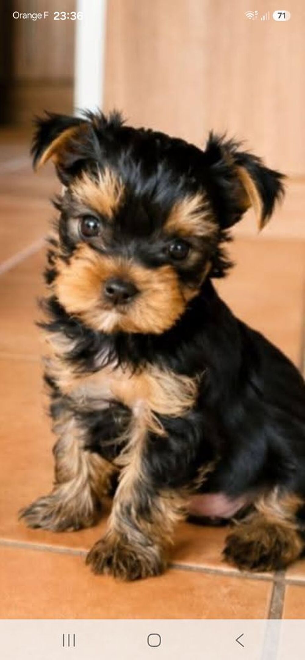   Petit male yorkshire au lof 2 mois et demie eleve en famille 