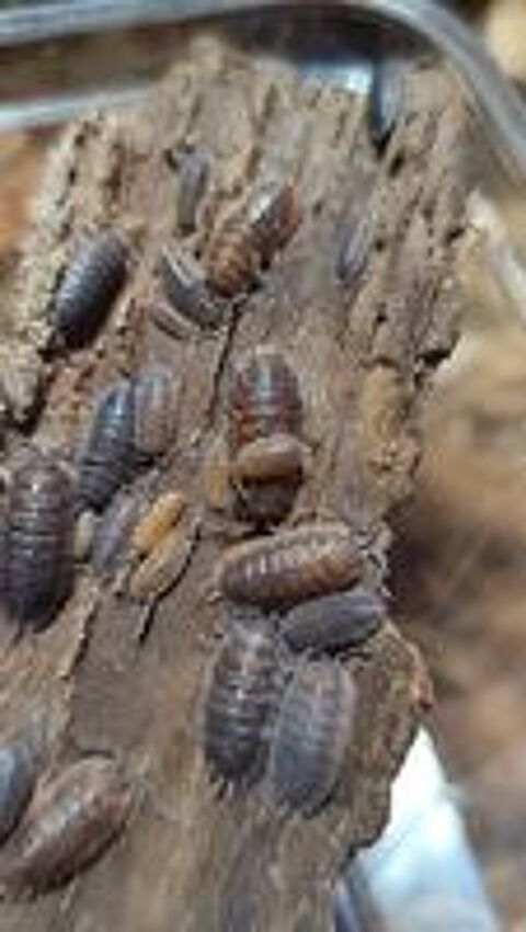    Colporte porcellio scaber 