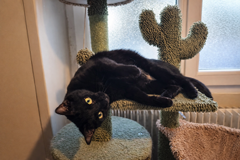 NEIGE FEMELLE NOIRE 2 ANS 1/2 195 92260 Fontenay-aux-roses