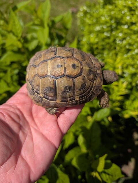 Tortue 150 56220 Limerzel