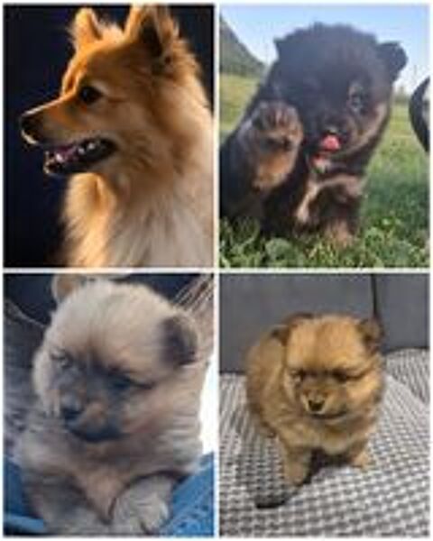   Chiots Spitz moyens à réserver 