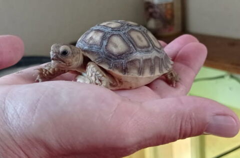 Tortue sulcata  150 78270 Bonnires-sur-seine