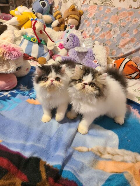 MAGNIFIQUES CHATONS PERSANS LOOF 950 06400 Cannes