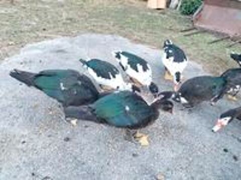   canes et canards 