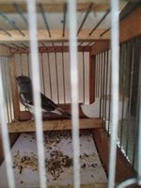   Canaris  