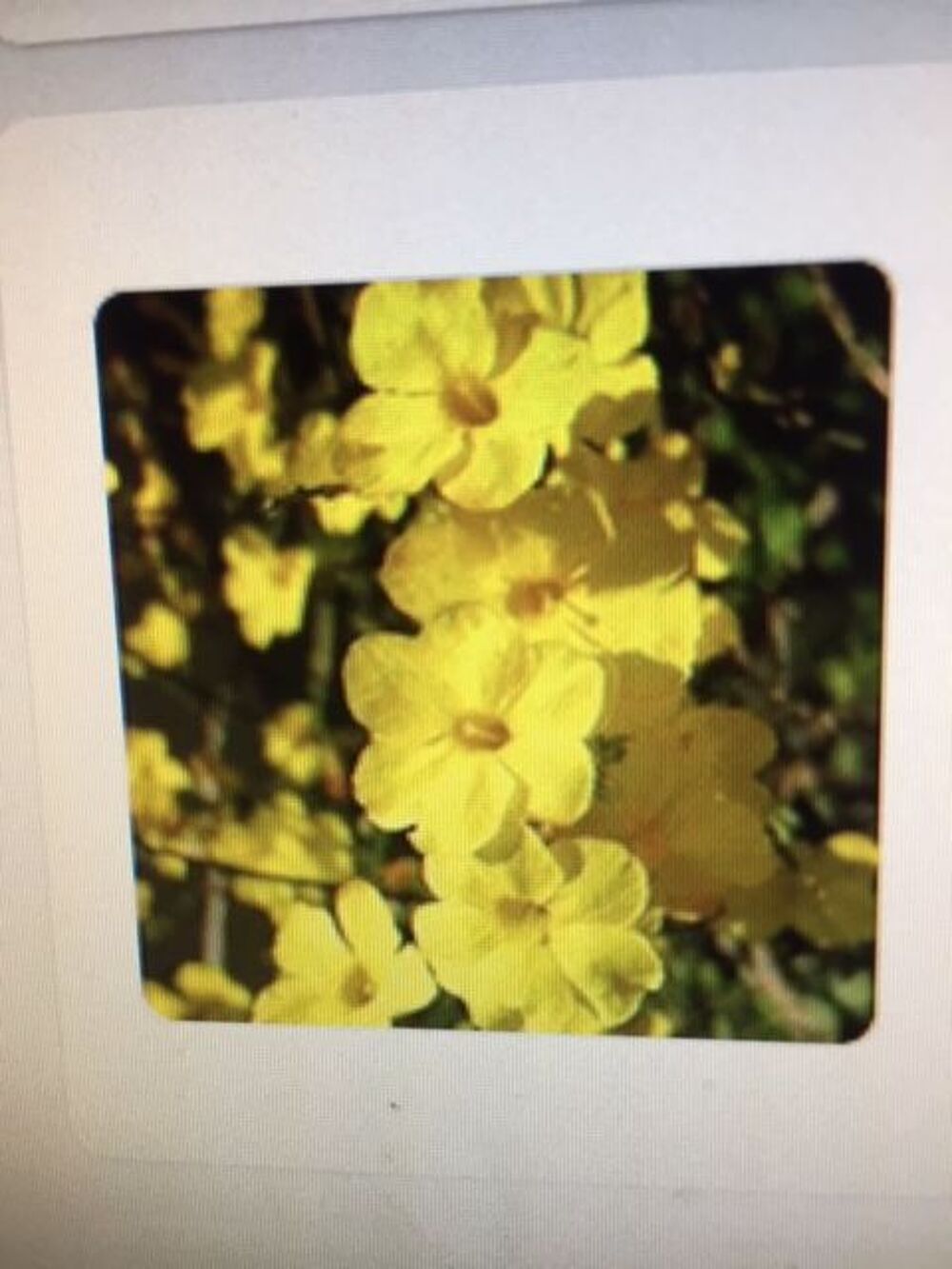 JASMIN D HIVER ROBUSTE FLEURS JAUNES Jardin