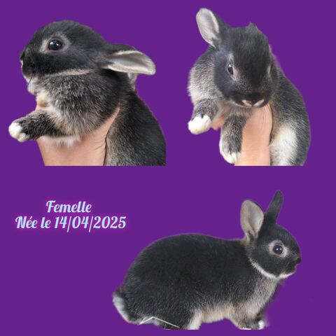 Lapin nain / Lapereaux nain femelle 30 44210 Le clion sur mer