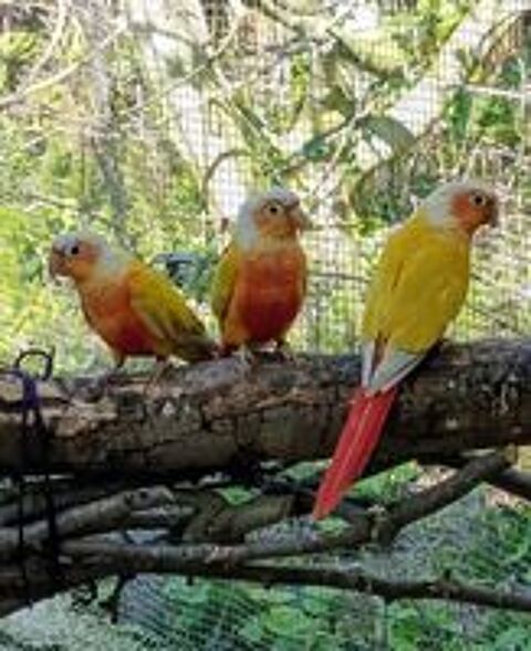   Molinaes de couleur exceptionnelle  
