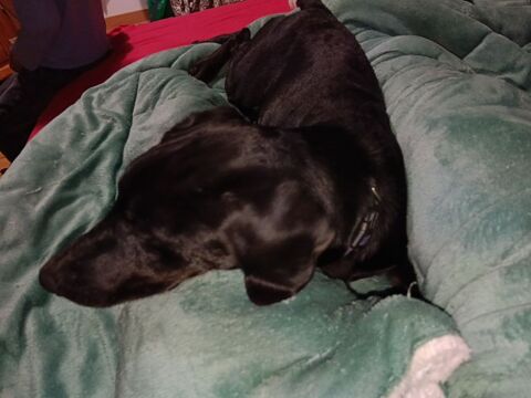 Don chien 0 41120 Ouchamps