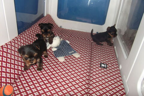CHIOTS YORKSHIRE TERRIER MALE 1250 30000 Nîmes